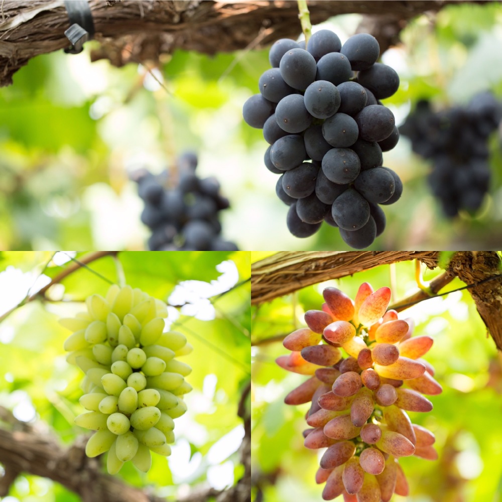 旬ぶどう3房セット 品種おまかせ 農家漁師から産地直送の通販 ポケットマルシェ