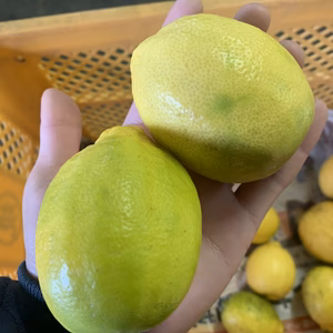 【数量限定】【果汁2倍】　酸味と香りが抜群　りのかレモン　