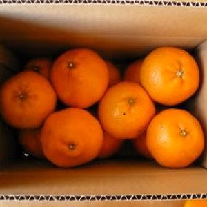 2月中旬　発送　静岡県産　濃厚完熟みかん【はるみ】ちょいきずA品