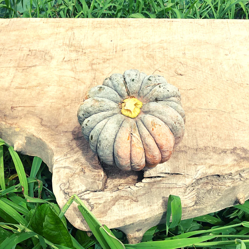 5kg"自然栽培の"完熟"固定種かぼちゃ！日本かぼちゃ！　野菜