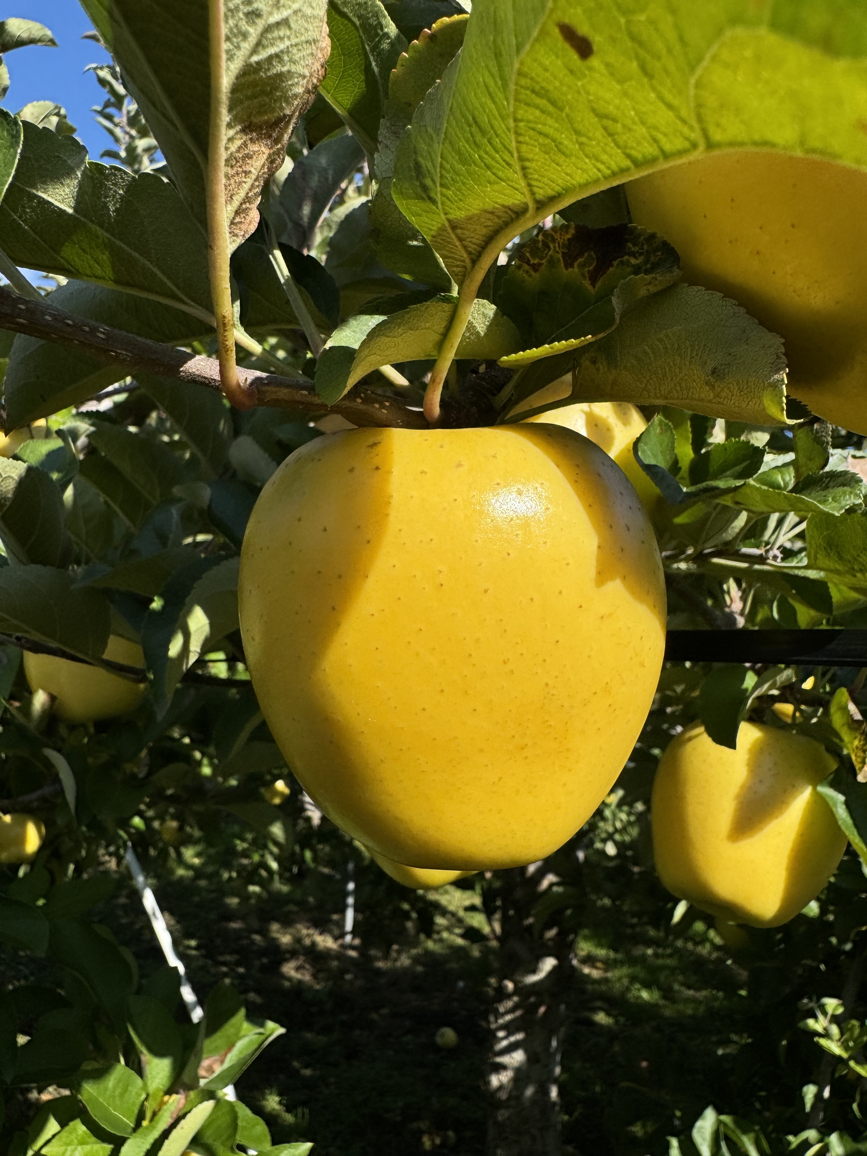 岩手県盛岡市産 良品『シナノゴールド』3kg〜5kg シナノゴールド良品3kg8-12玉