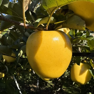 岩手県盛岡市産　良品『シナノゴールド』３ｋｇ～５ｋｇ