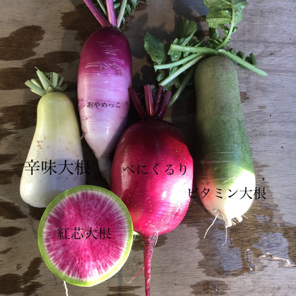 たべくらべ大根2種と冬の野菜box 農薬 化学肥料不使用 喜助農園 農家漁師直送のポケットマルシェ