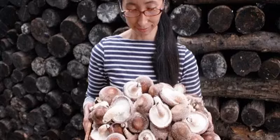 【つながるポケ○（マル）日記】厚真の自然と、たのしくほがらかに暮らす。「たのしいたけ」農家 堀田さん—おやこ地方留学プログラムのご紹介