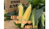 8月下旬発送　とうもろこし（恵味ゴールド）2Ｌ〜Ｌ