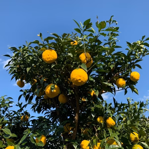 【訳あり】柚子