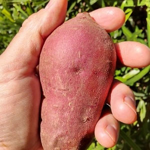 ミニサイズの焼き芋向きサツマイモ紅はるか1.6kg（肥料、農薬使わず）