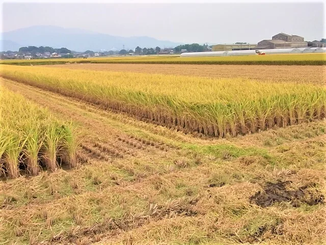 植物性で育てたビーガン米10㎏白米【化学肥料、農薬、除草剤不使用】
