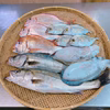 1日限定❗️❗️ 本日獲れた鮮魚セット