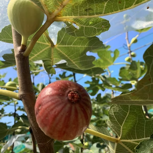 甘っ！皮ごと食べれる安心イチジク♡
