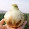 新玉ねぎ　生がおいしい！神重農産のブランド玉ねぎ「旬玉」