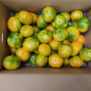 極早生みかん　日南　家庭用　箱込み9.5キロ