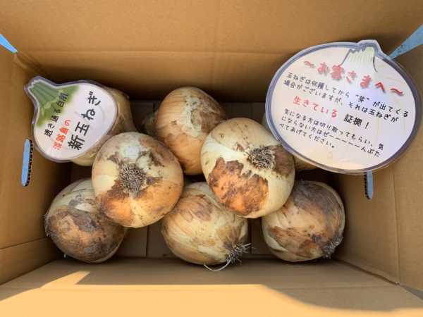 アネラ54様専用〜野菜ボックス