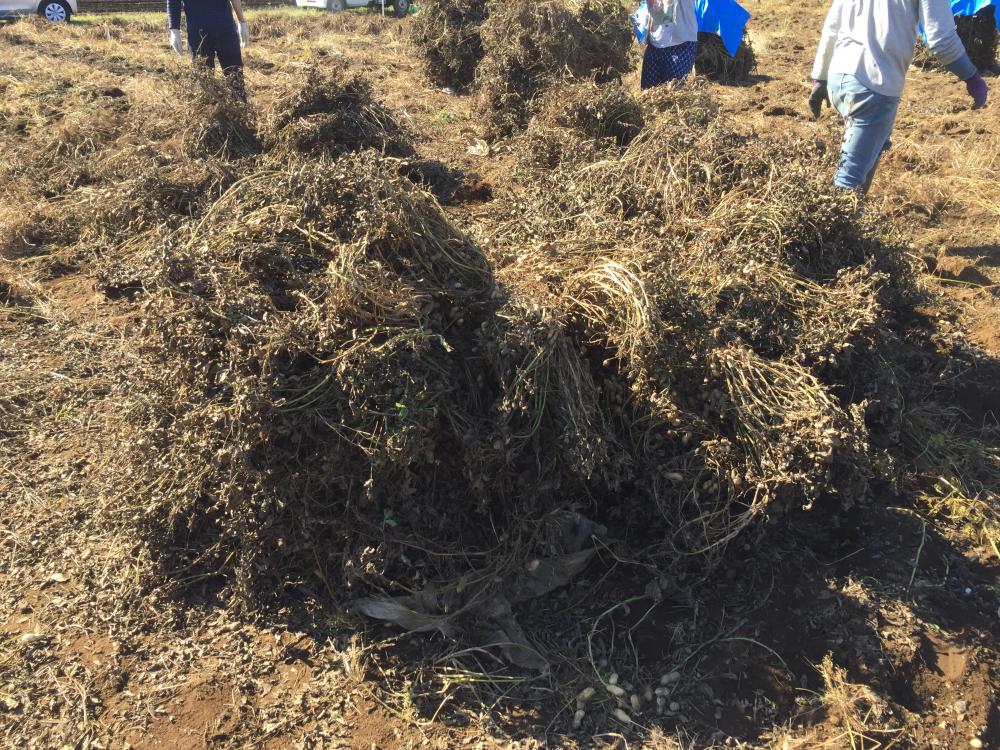 落花生ぼっちを作りに 千葉県八街市の小山さんの畑に行ってきたよ 農家漁師から産地直送の通販 ポケットマルシェ