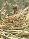 桜島の恵みで育てた無農薬無肥料玄米ヒノヒカリ