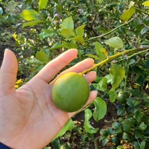 「グリーンレモン」「シークヮーサー」詰め合わせ箱込み2kg