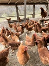 河内山養鶏場の卵（Mサイズ3０～60個）/東北、関東、信越への配送