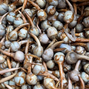 お買い得【能登野菜】神子原くわい(ミニ)