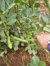 【月2回】自然栽培アスリート野菜セット(8品)【農薬・化学肥料なし】【クール便】