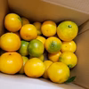 くせになる味！温州みかん《小さいサイズ》