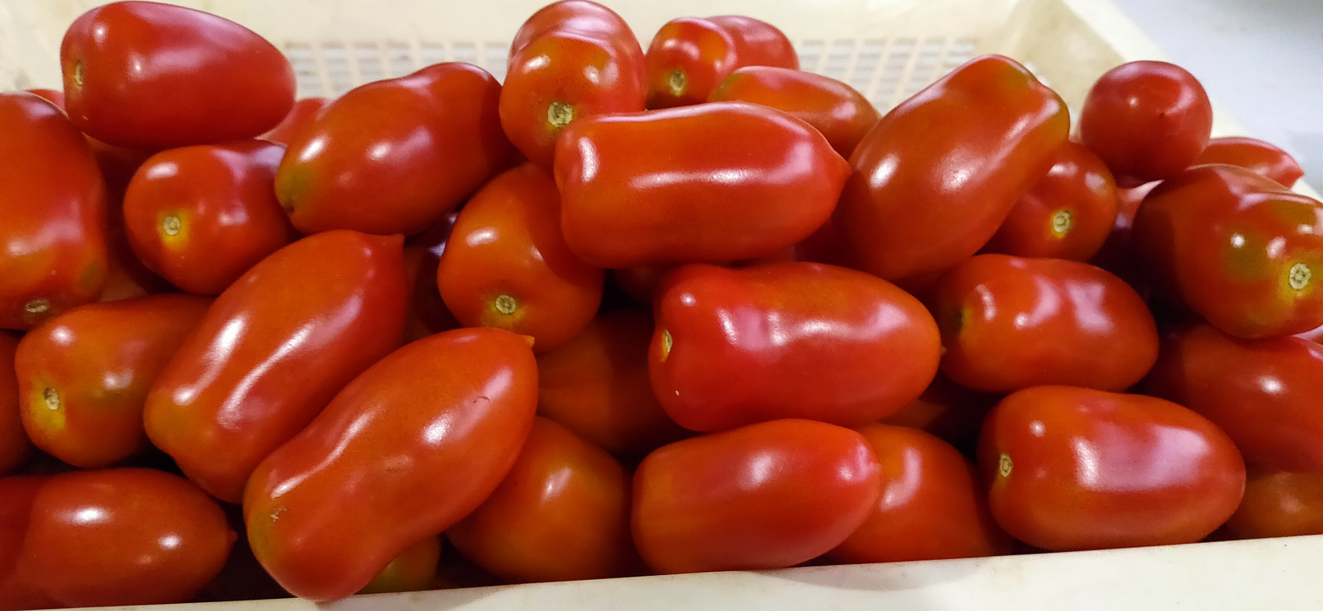 サンマルツァーノリゼルバ[旨味が強い調理用トマト] トマト5kg