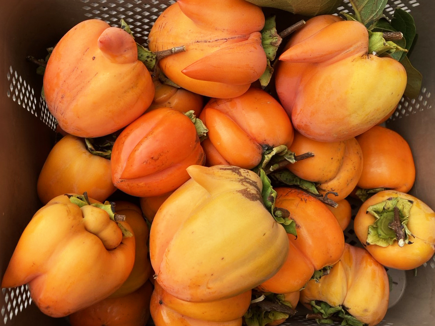 甲州百目柿の産直通販・お取り寄せ商品｜ポケットマルシェ｜産地直送で