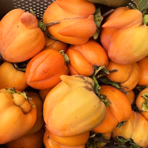 【渋柿】◆数量限定《変形・甲州百目柿》