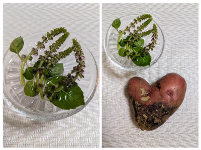 みんなの投稿の画像