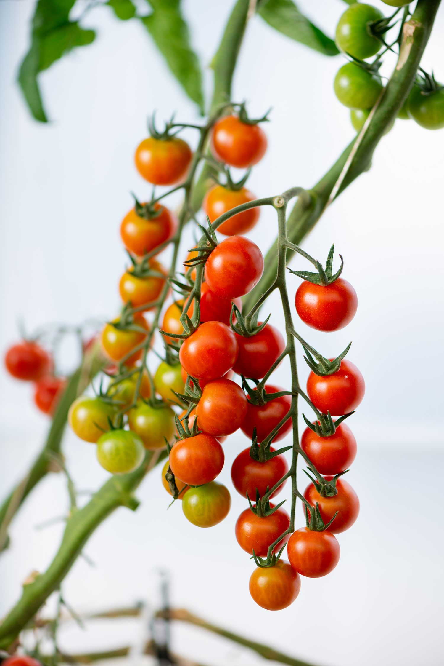 糖度10以上】天使が届ける至高のフルーツトマト！Angel Tomato｜トマト
