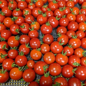 期間限定価格⭐やみつき甘めなミニトマト 