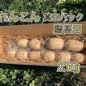 れんこん 真空パック 贈答用2kg