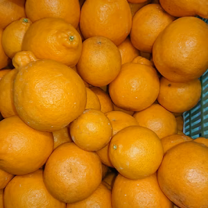 ほぼ種無し☆ハウス栽培☆ポンカン☆3.5キロ