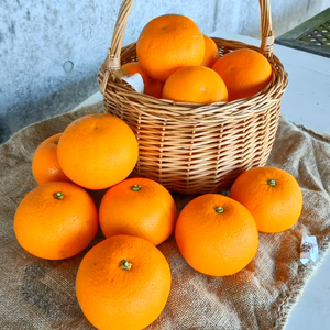 広島産八朔 （はっさく）自慢の果実（贈答用）２L３Lサイズ３K