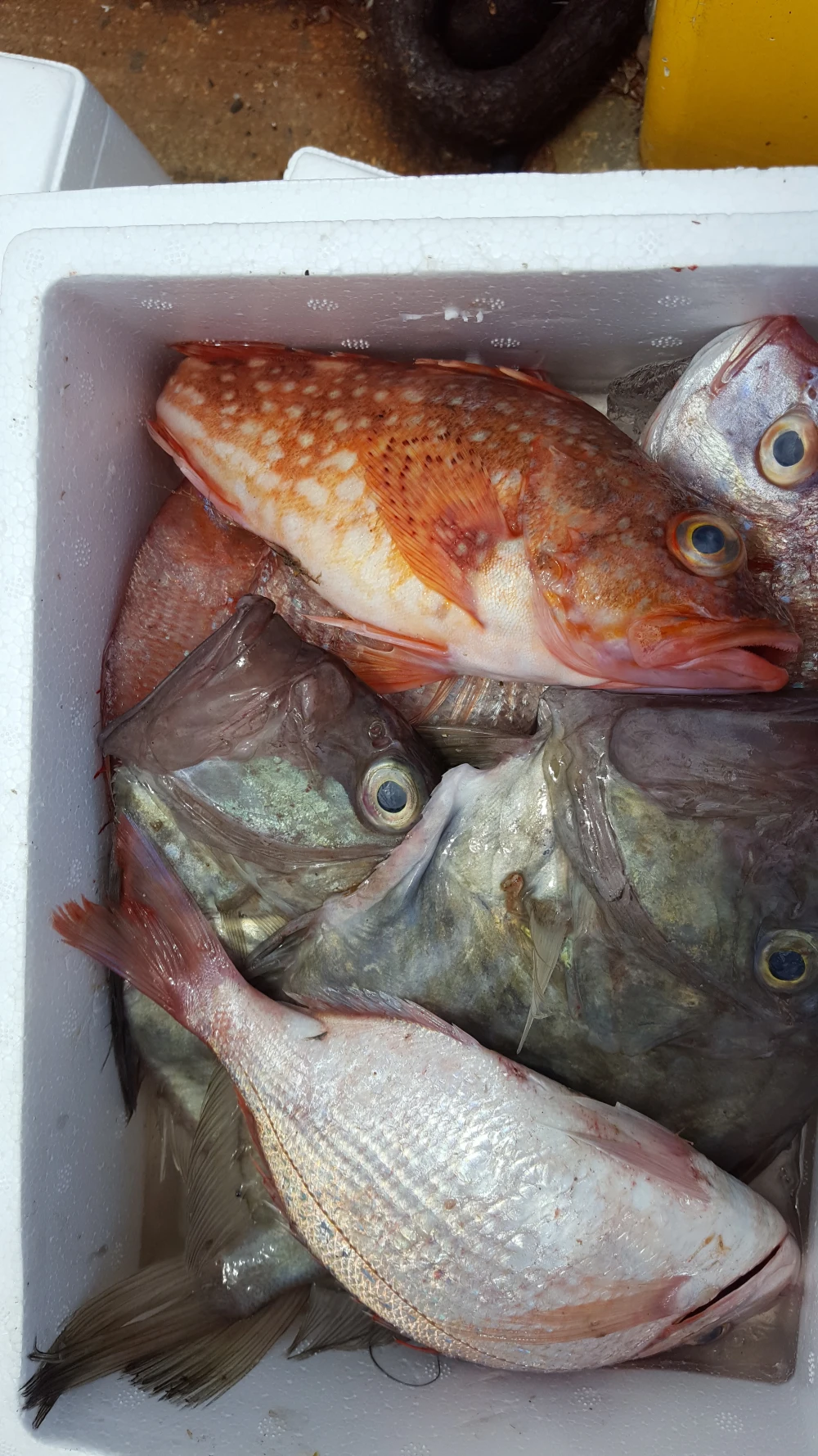 『新』『鮮』『魚』玉手箱(大サイズの箱)　特価