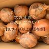 3Lサイズ以上の大きな玉ねぎ