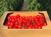 【母の日ギフト】平均糖度10度以上！珠玉のフルーツトマト