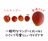 【希少】沖縄県産 燦々マンゴーのミニマンゴー 1.5kg×2箱