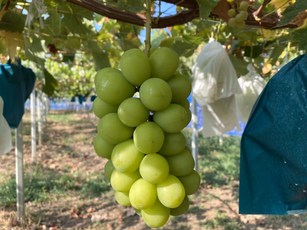 “おすすめ” 山梨県 シャインマスカット 1.0kg (9月中旬予定)