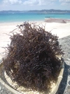 2020㊗️新物　「天然ふのり」　（乾燥）　フノリ　布海苔