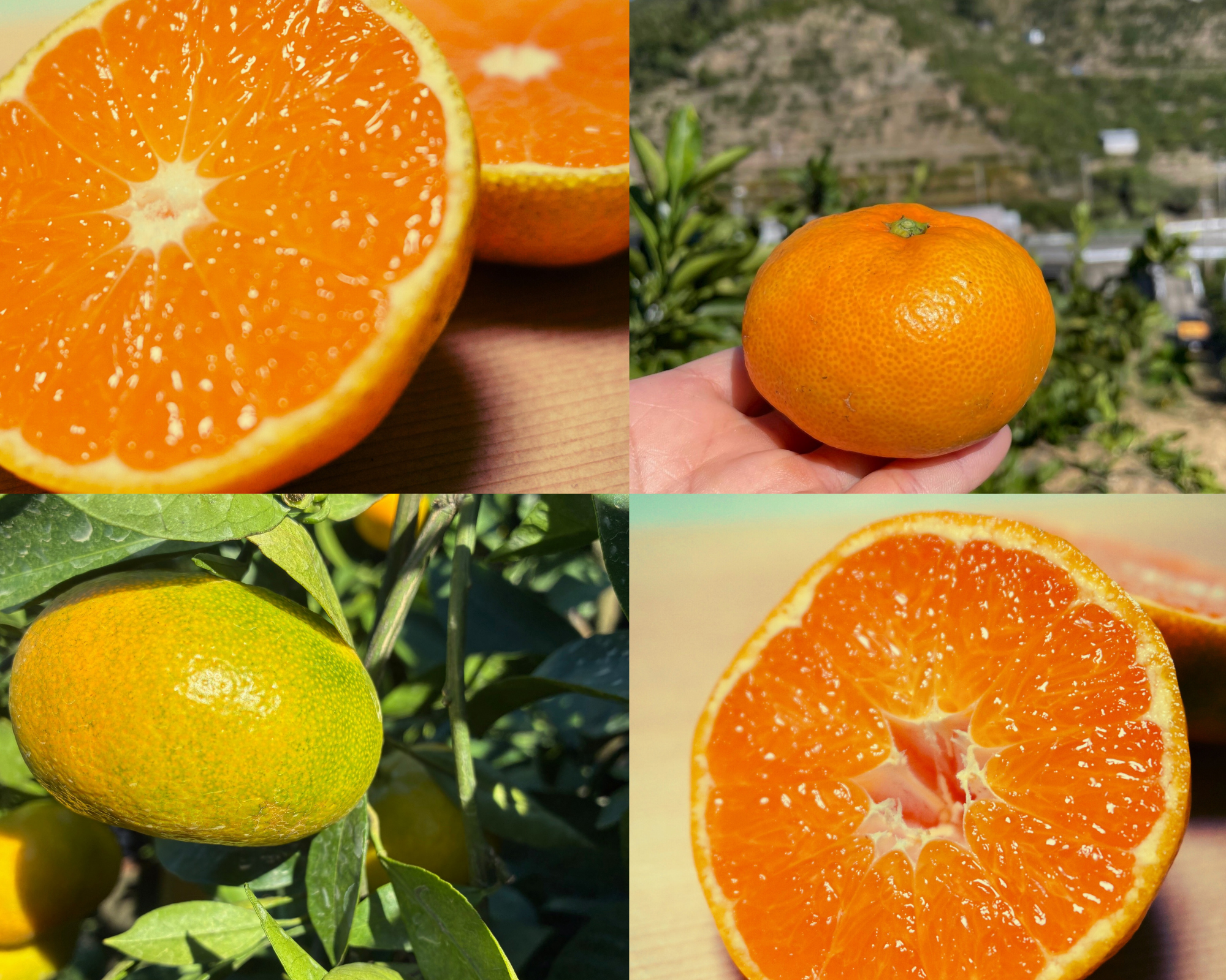 果物の産直通販・お取り寄せ商品｜ポケットマルシェ｜産地直送で旬の