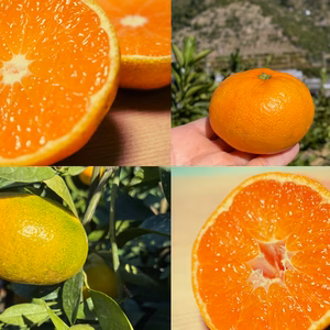 10月中旬～『旬の贈り物　極早生みかん』