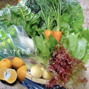 【種子島産ぽんかん5個おまけ】日常使用する野菜を中心とした季節の野菜セット