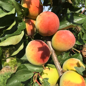 ちょっと小粒ちゃん/完熟紀州南高梅　「節減対象農薬：栽培期間中不使用」