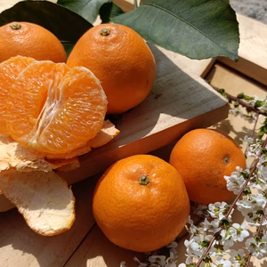 あまくて食べやすい「小玉はるみ」5kg箱