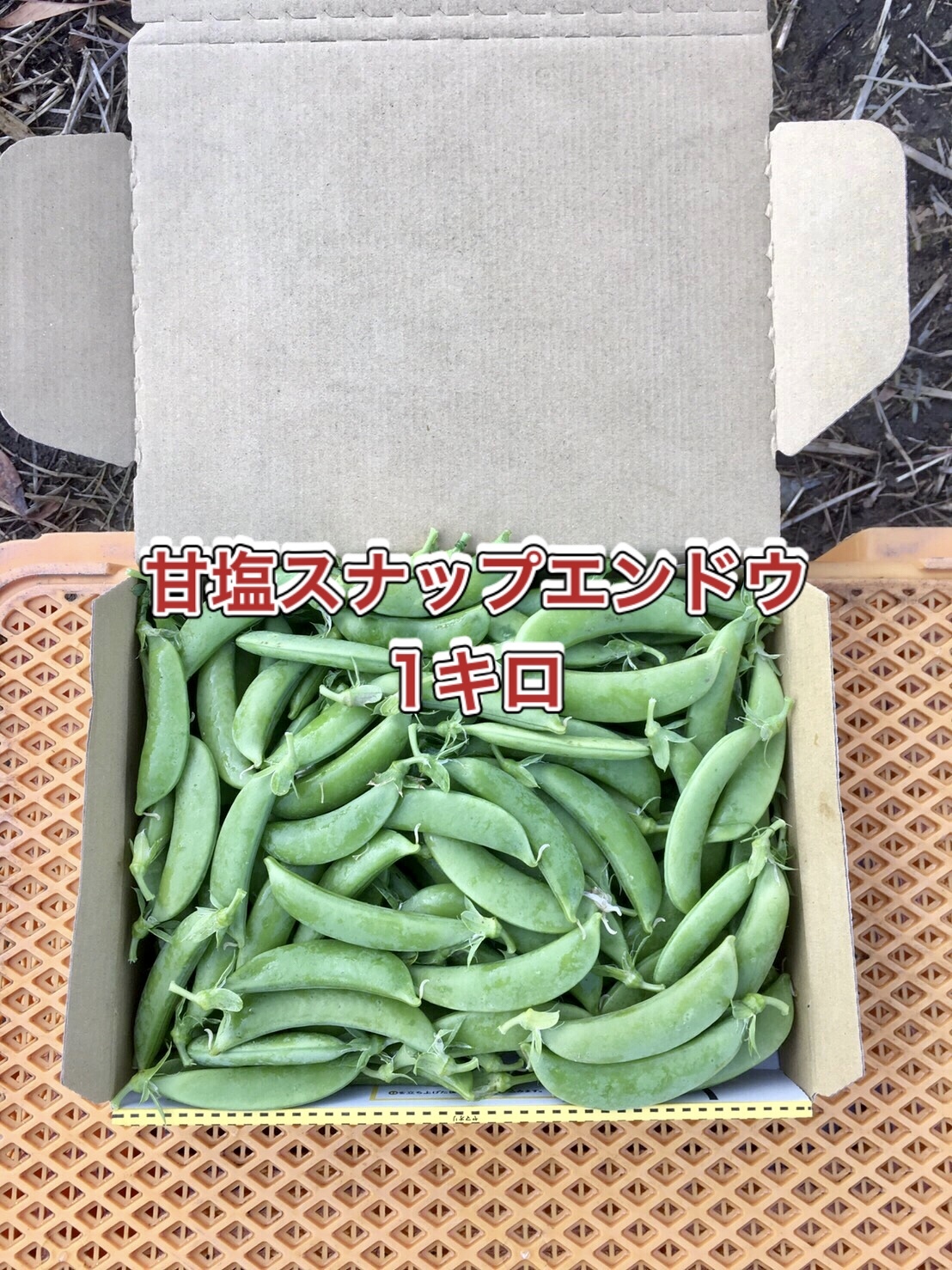 栽培期間中農薬不使用 スナップエンドウ500g - 野菜