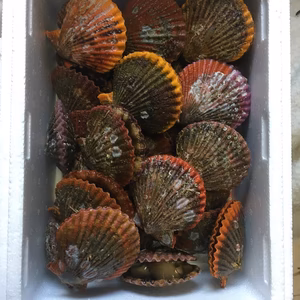 活　ヒオウギ貝