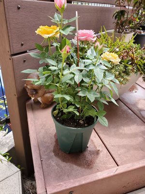 みんなの投稿の画像