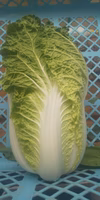 【緊急出品】もぐらも爆食い！ベビー白菜「娃々菜」を助けてください！
