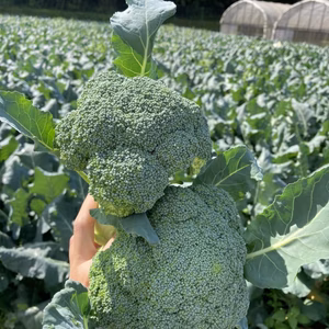 やまもと農園のブロッコリーMサイズ以上６個入り【農カード付き】