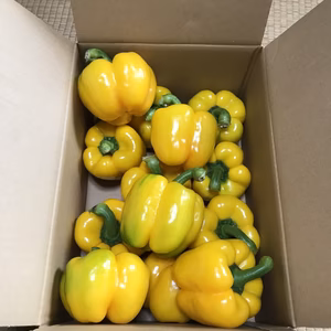 山形県産パプリカ黄色2ｋｇ